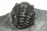 Phacopid (Adrisiops) Trilobite - Jbel Oudriss, Morocco #245293-2